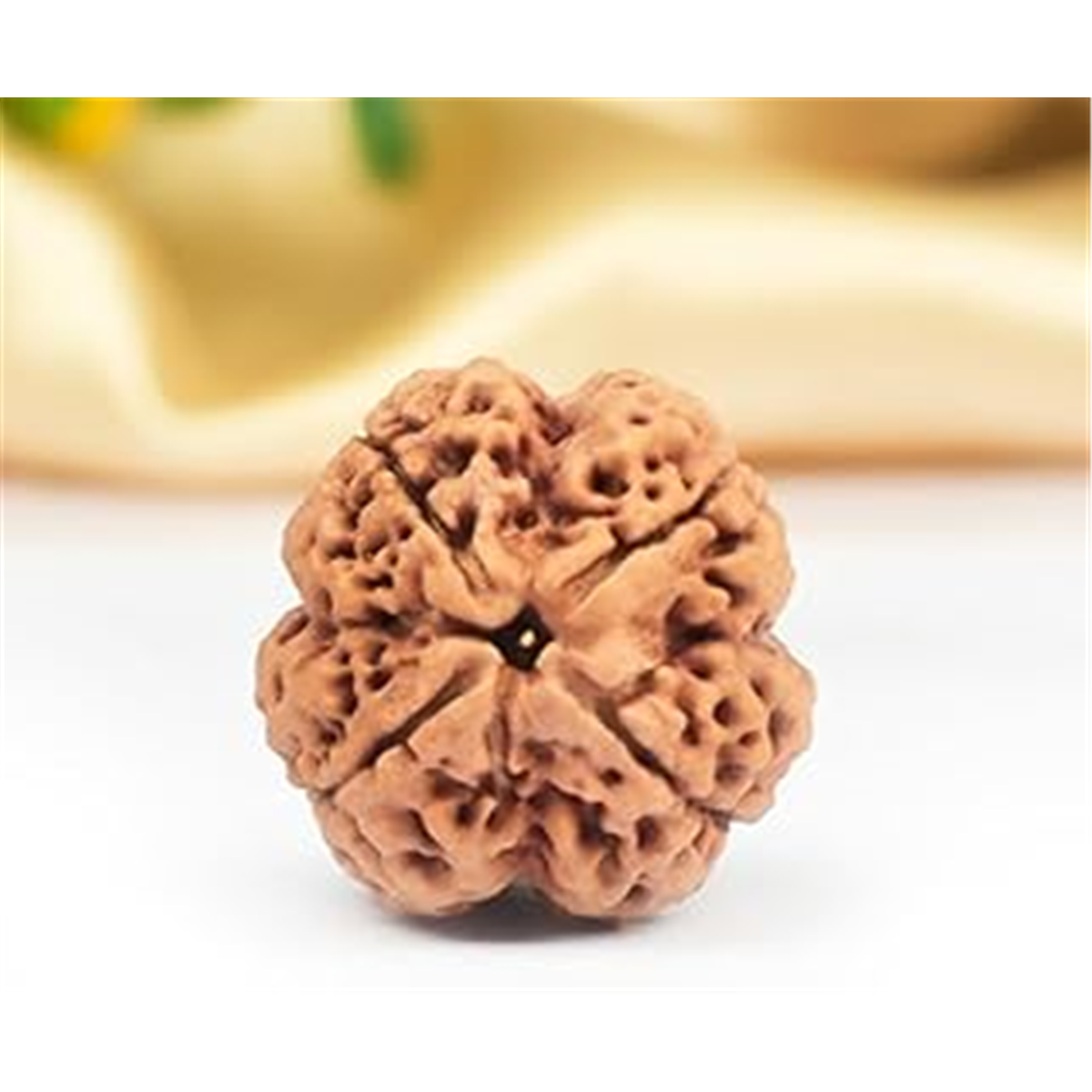 Nugwale - Chaar Mukhi Nepali Rudraksha