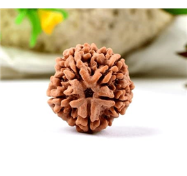 Nugwale - Paanch Mukhi Nepali Rudraksha
