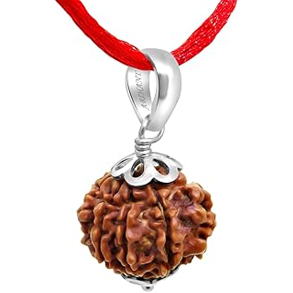 Nugwale - Saat Mukhi Nepali Rudraksha