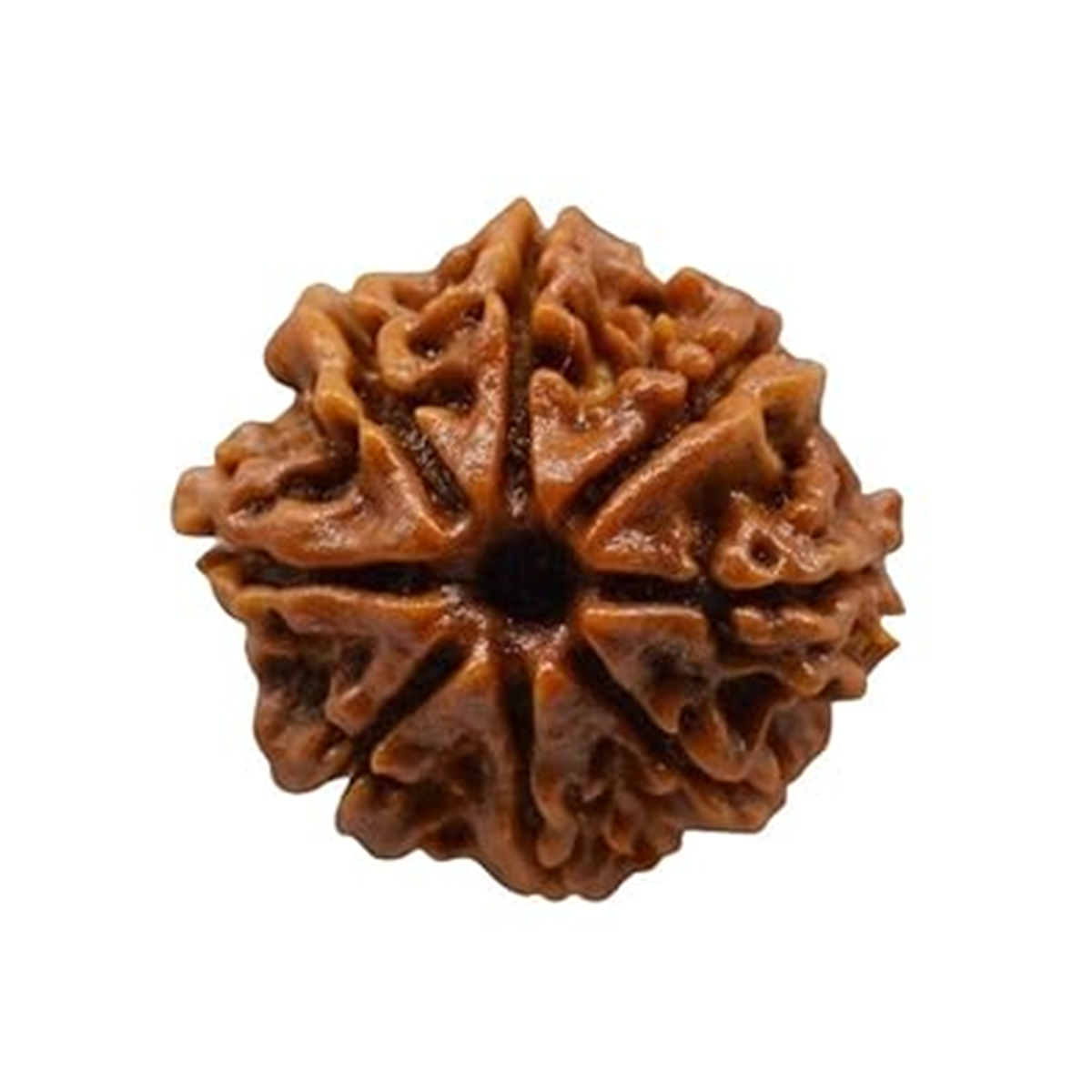 Nugwale - Ashta Mukhi Nepali Rudraksha