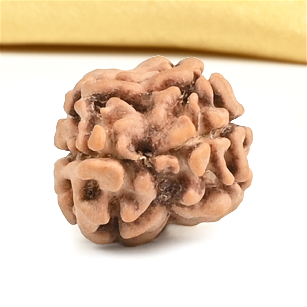 Nugwale - Do Mukhi Nepali Rudraksh