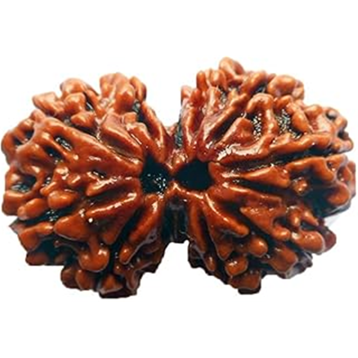 Nugwale - Gauri Shankar Rudraksha