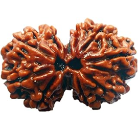 Nugwale - Gauri Shankar Rudraksha