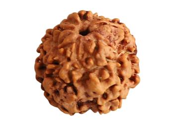 1 Mukhi Rudraksh