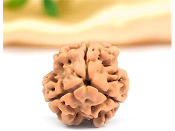 3 Mukhi Rudraksh