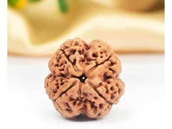 4 Mukhi Rudraksh