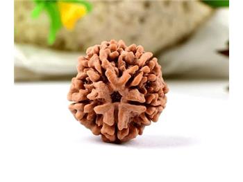 5 Mukhi Rudraksh